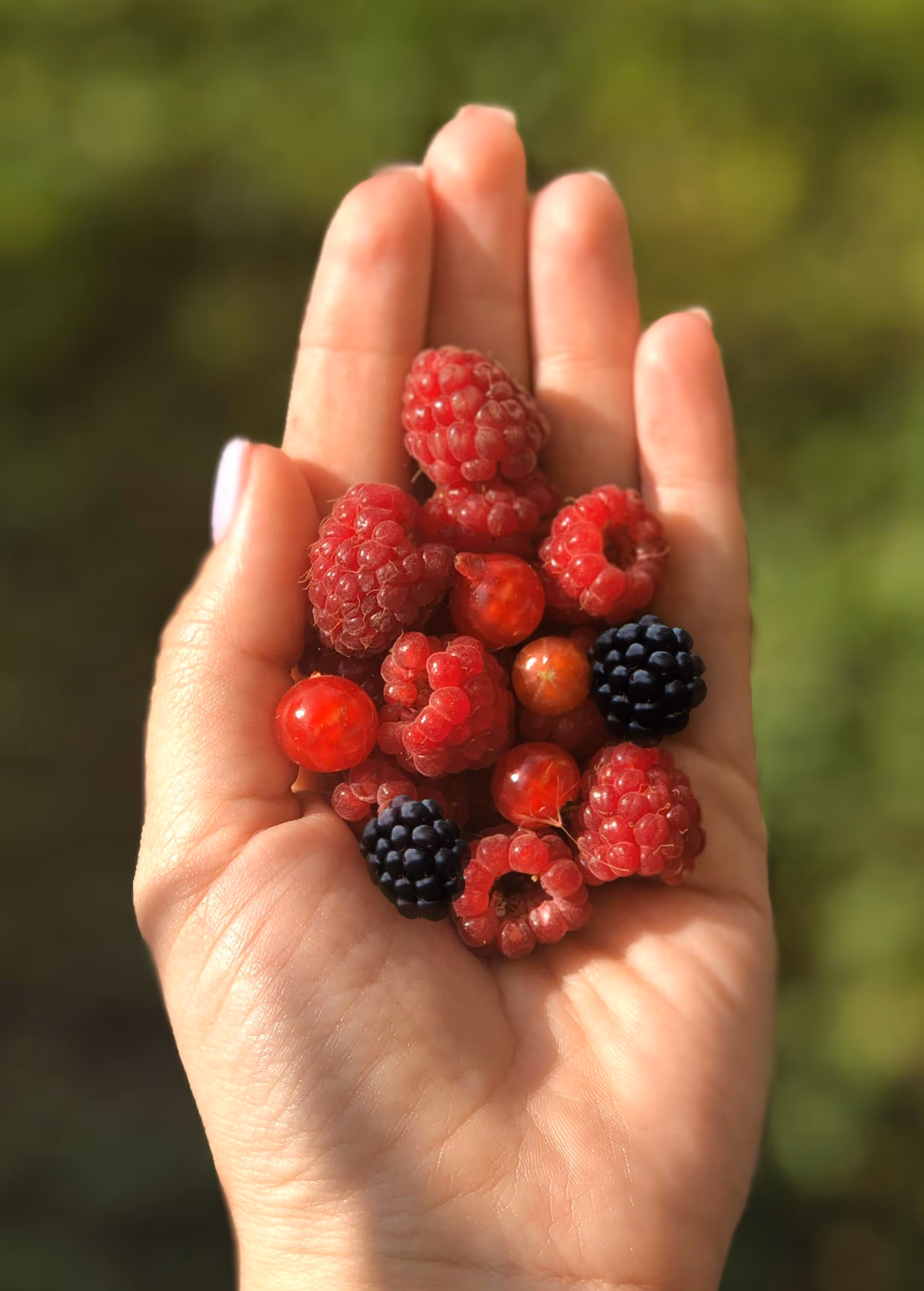 Frutos rojos patagónicos